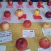 vystava jablk_008